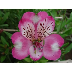 Париж Париж