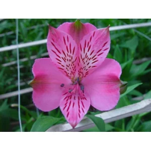 Сантьяго Сантьяго